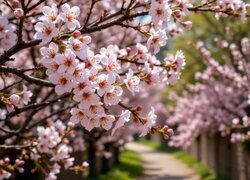 Rozświetlone kwitnące drzewa owocowe obok muru i ścieżki