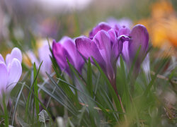 Rozświetlone kwitnące fioletowe krokusy na rozmytym tle