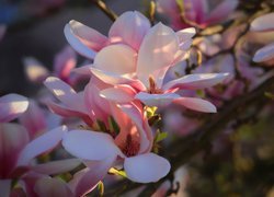 Kwiaty, Magnolia, Światło, Rozmycie