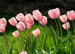 Rozświetlone kwitnące różowe tulipany