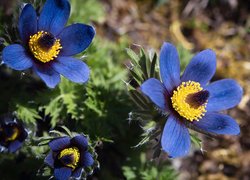 Kwiaty, Sasanki, Niebieskie