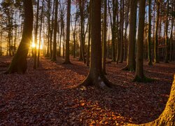 Las, Przebijające światło, Opadłe, Brązowe, Liście, Drzewa