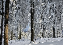 Rozświetlone ośnieżone drzewa w lesie