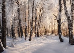 Zima, Śnieg, Las, Drzewa, Gałęzie, Poranek