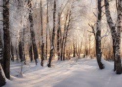 Rozświetlone ośnieżone drzewa