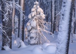 Las, Śnieg, Zima, Ośnieżone, Drzewa
