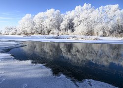 Rozświetlone oszronione drzewa nad zamarzającą rzeką