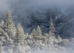 Zima, Śnieg, Drzewa, Las, Góry, Mgła