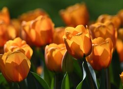 Rozświetlone pomarańczowe tulipany