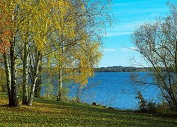 Rozświetlone pożółkłe brzozy nad jeziorem