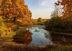 Rozświetlone pożółkłe drzewa nad stawem