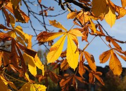 Rozświetlone pożółkłe liście kasztanowca na gałęziach