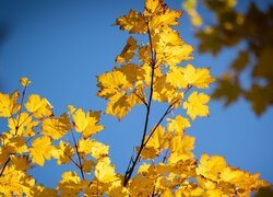 Rozświetlone pożółkłe liście na tle błękitnego nieba