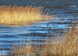 Rozświetlone pożółkłe szuwary w jeziorze