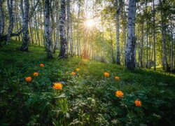 Rozświetlone promieniami słońca kwiaty w lesie brzozowym