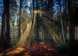 Rozświetlone promieniami słońca opadłe liście pod drzewami w lesie