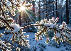 Rozświetlone promieniami słońca ośnieżone iglaste gałązki w zimowym lesie