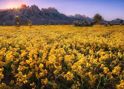 Rozświetlone promieniami słońca żółte kwiaty pod górami
