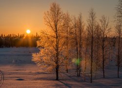 Rozświetlone promieniami zachodzącego słońca oszronione drzewa na zaśnieżonym polu