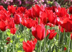 Kwiaty, Tulipany, Czerwone, Trawa