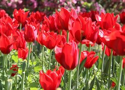 Rozświetlone rozkwitnięte czerwone tulipany
