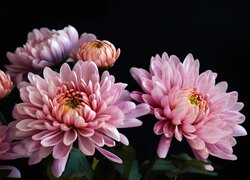 Rozświetlone różowe chryzantemy na czarnym tle