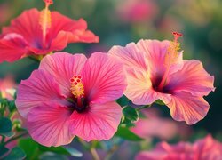 Kwiaty, Różowe, Hibiskusy