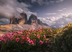 Rozświetlone różowe kwiaty i chmury nad Tre Cime di Lavaredo