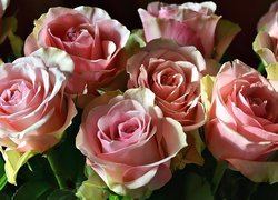 Rozświetlone różowe róże