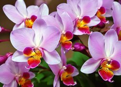 Storczyk, Orchidea, Różowe, Kwiaty