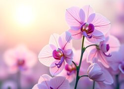 Różowe, Kwiaty, Storczyk, Orchidea, Grafika