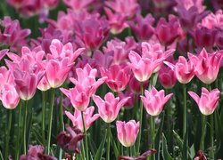 Rozświetlone różowe tulipany