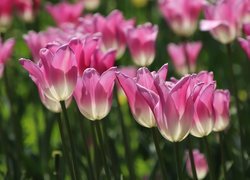 Rozświetlone różowo-białe tulipany