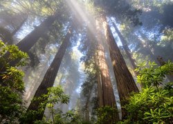Rozświetlone sekwoje w Parku Narodowym Redwood