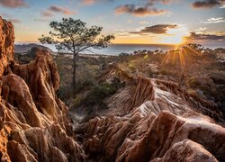 Rezerwat Stanowy, Torrey Pines, Kalifornia, Skały, Drzewo, Zachód słońca