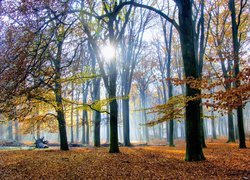 Rozświetlone słońcem drzewa i mgła w jesiennym lesie