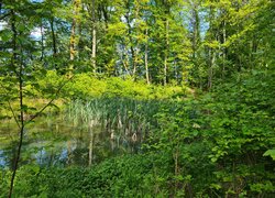 Rozświetlone słońcem drzewa i rośliny nad stawem