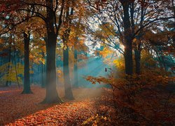 Jesień, Las, Drzewa, Przebijające światło, Brązowe, Liście