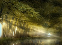 Rozświetlone słońcem drzewa nad rzeką w parku