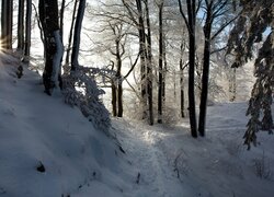 Rozświetlone słońcem drzewa przy ścieżce w zimowym lesie