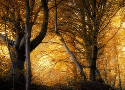 Rozświetlone słońcem drzewa w jesiennym lesie