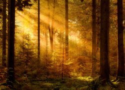 Rozświetlone słońcem drzewa w lesie