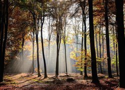 Rozświetlone słońcem drzewa z pożółkłymi liśćmi w lesie