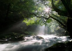 Rozświetlone słońcem drzewo nad leśną rzeką