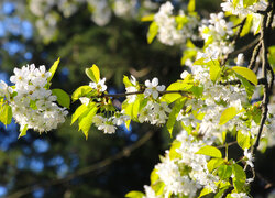 Rozświetlone słońcem gałązki drzewa owocowego z białymi kwiatami