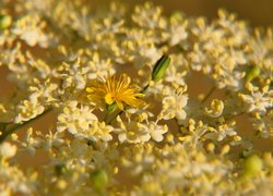 Rozświetlone słońcem gałązki z białymi kwiatami