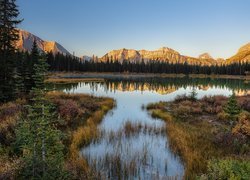Góry Skaliste, Staw, Buller Pond, Drzewa, Rośliny, Alberta, Kanada