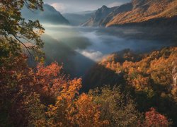 Jesień, Las, Drzewa, Góry, Wąwóz, Kanion Tary, Mgła, Park Narodowy Durmitor, Czarnogóra