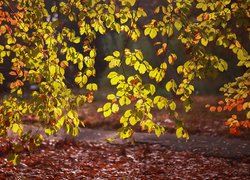 Rozświetlone słońcem jesienne liście na gałęziach