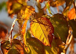 Rozświetlone słońcem jesienne liście